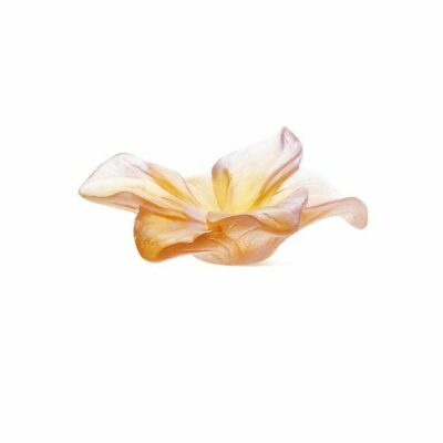 amaryllis-fleur-ambre-daum