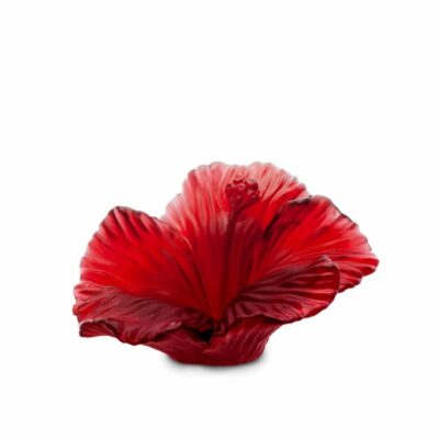 Hibiscus flower daum