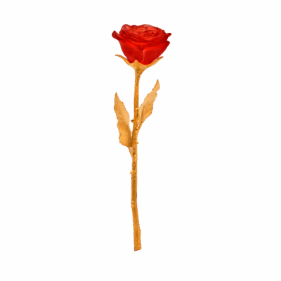 Rose-eternelle-rouge-05590