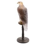 van-der-Knoop-Faucon-gerfauta-daum