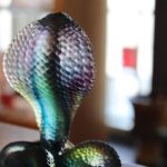 cobra-daum-france