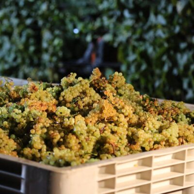 Le guide du Pinot-blanc, cépage des vins d'Alsace 11 cepage-Chardonnay