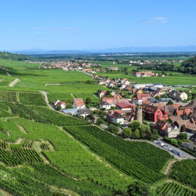 Vin blanc, 30 bouteilles pour tout budget 9 cepage-Sylvaner