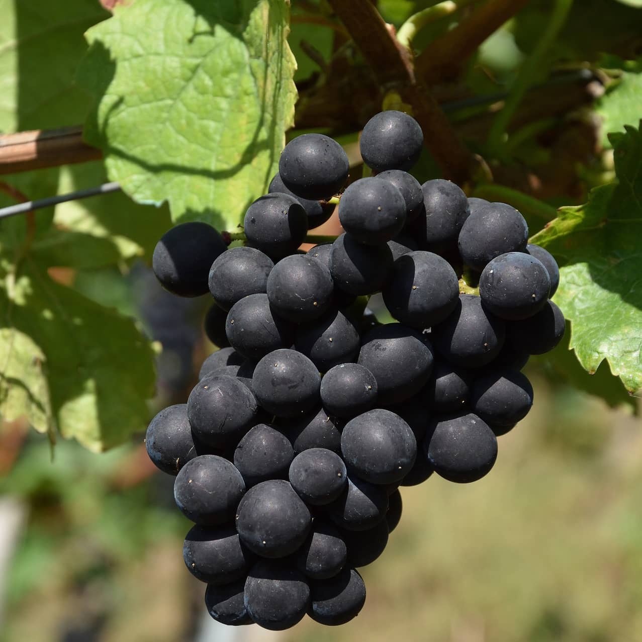 cepage-gamay-noir