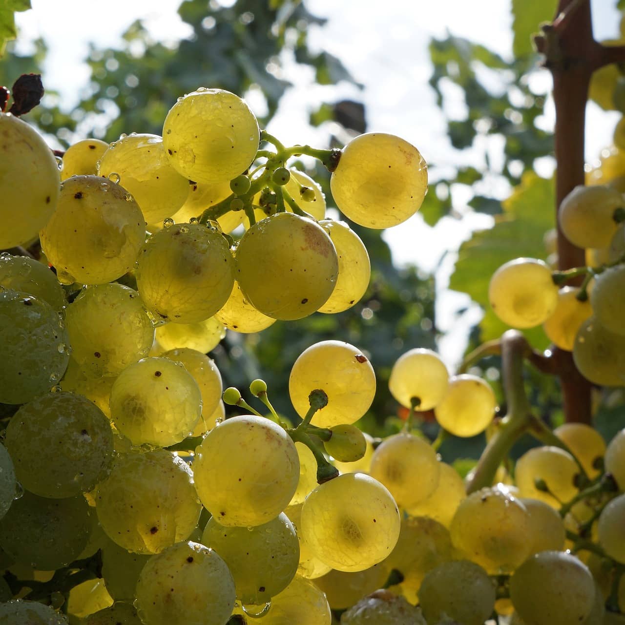 cepage-blanc-le-chenin